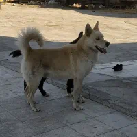 واگذاری سگ نگهبان تعلیم دیده