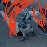 کفتر سینماش گمشده