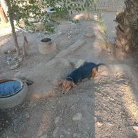 سگ ژرمن|سگ|اهواز, غیزانیه|دیوار