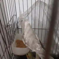 عروس هلندی|پرنده|اسلام‌شهر, شهرک قائمیه|دیوار