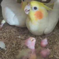 عروس هلندی با جوجه