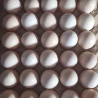 تخممرغ محلی به قیمت تخممرغ روز 8تومن|خوردنی و آشامیدنی|نقده, |دیوار