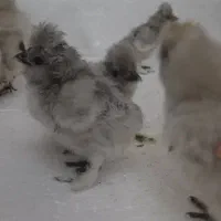 جوجه ابریشمی کوپال