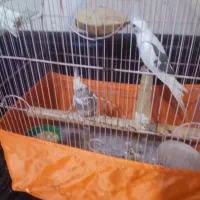 یک جفت عروس هلندی جوان آلبنو دوکت|پرنده|تهران, سازمان برنامه جنوبی|دیوار