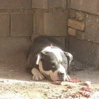 سگ پیتبول|سگ|بروجن, |دیوار