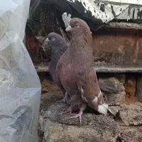 یه جفت سرور نوک فنچ چشمو نوک