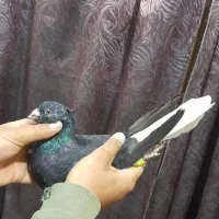 کبوتر دمسفید