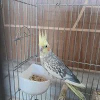 ی جفت عروس هلندی نر ماده