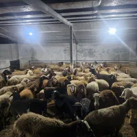 فروش گوسفند،بره،میش(نمایشگاه دام استان مازندران)