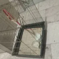 قفس پرنده عروس