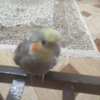 عروس هلندی گم شده|پرنده|خواف, |دیوار