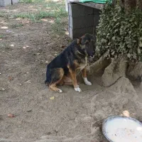 سگ نگهبان