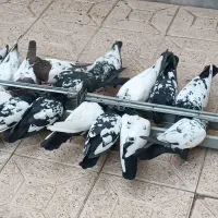 18عددکبوترسنلی