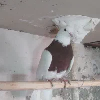 طوقی سرخ نر