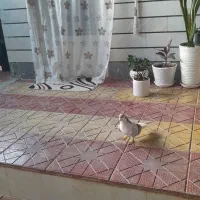 بدرنگ نر مست مست