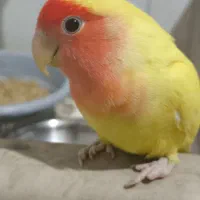 طوطی صورت هلویی