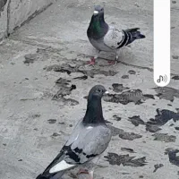 مسافتی برای جوجه بزرگ کردن