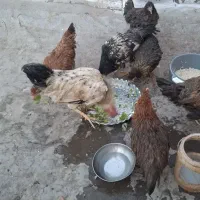 مرغ و خروس|حیوانات مزرعه|قم, نیروگاه|دیوار