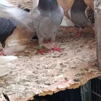 کبوتر|پرنده|خوی, |دیوار