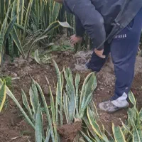 سانسوریا ابلق ریشه لخت