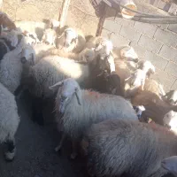 دوعدد کاور چاق وبره