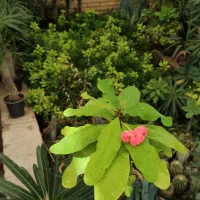 اجاره گلخانه و فروش یکجای گیاهان|اجارهٔ دفتر صنعتی، کشاورزی، تجاری|کرج, نوروزآباد|دیوار