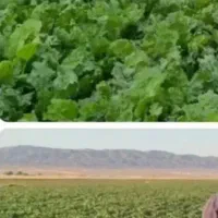 کود کامل بجای کودهای شیمیایی و گران
