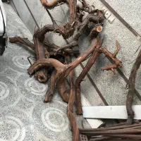 مقداری تنه درخت مو