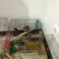 یک عدد مینا