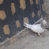 یک کفتر ستر گم شده
