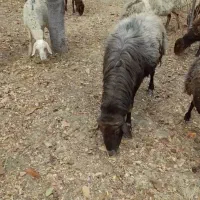 قوچ افشار|حیوانات مزرعه|جغتای, |دیوار