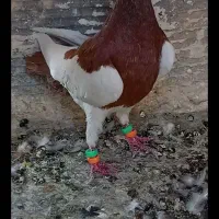 سرور شهرستانی هفت رنگ|پرنده|تهران, دستغیب|دیوار