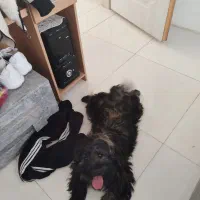 سگ پاکوتاه نر شیتزو ترییل|سگ|مشهد, وکیل‌آباد|دیوار