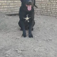 سگ نگهبان