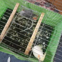 جفت عروس هلندی