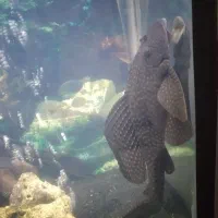 ماهی لجن خوار.یک میلیون تومن|ماهی|تهران, جیحون|دیوار