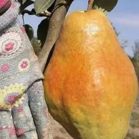 فروش نهال ضمانتی باردهی از اولین سال