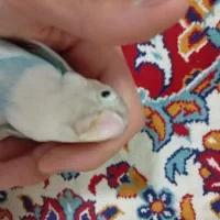 تعدادی جوجه کوتوله برزیلی فول دستی