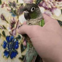 طوطی گیرینچیک