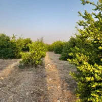 فروش باغ تلخاب شیرین|فروش دفتر صنعتی، کشاورزی، تجاری|دوگنبدان, |دیوار