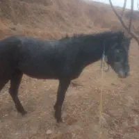 اسب جوان ۴ ساله مادیان تندرو به شرط