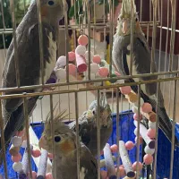 عروس هلندی