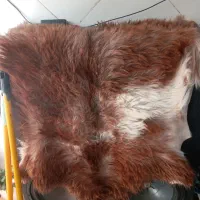 پوست بز|صنایع دستی و سایر لوازم تزئینی|گلستان (تهران), |دیوار