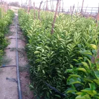 انواع نخل مجول پیارم برحی|خدمات باغبانی و درختکاری|بندرعباس, |دیوار