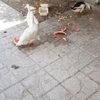فروش اردک یا معاوضه با پرنده