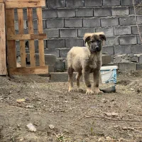 توله سگ سراب