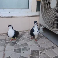 کفتر چادری ساده