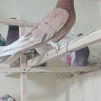 کبوتر زیبا و پرشی