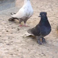 کبوتر|پرنده|شیراز, کرونی(خاتونک)|دیوار