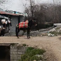 قاطر نرکی جوان|حیوانات مزرعه|نوشهر, |دیوار